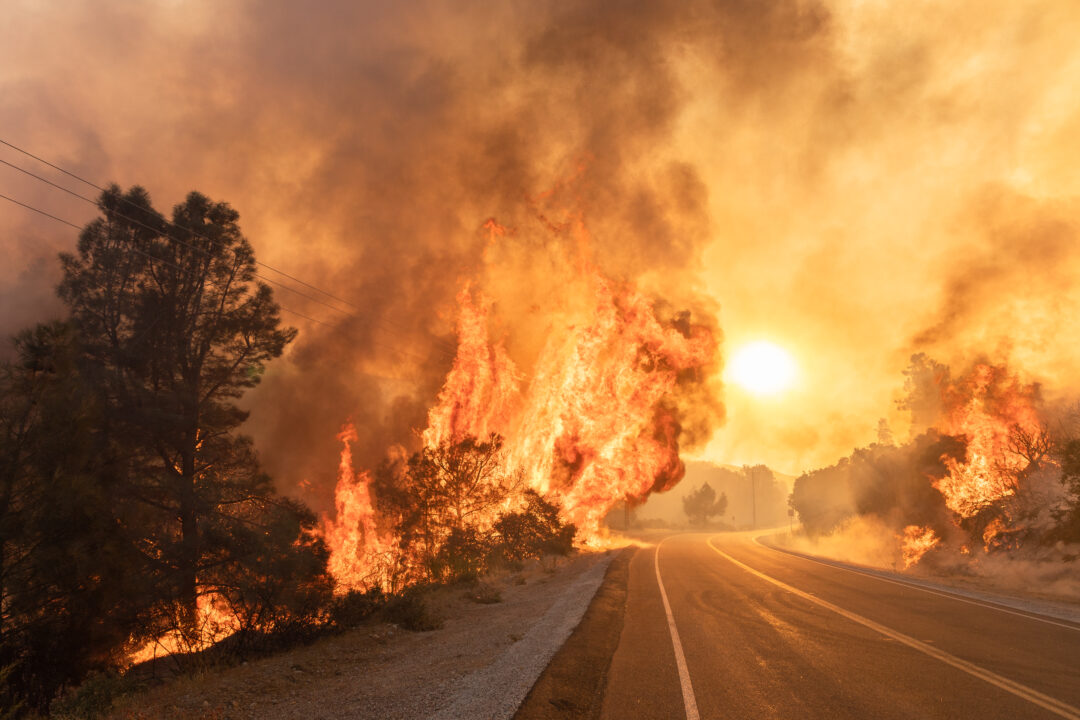 wildfire beside road